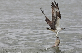 Fischadler nach erfolgreicher Jagd